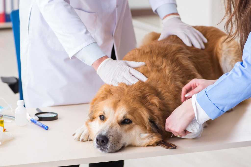 Список всех заболеваний собак по симптомам