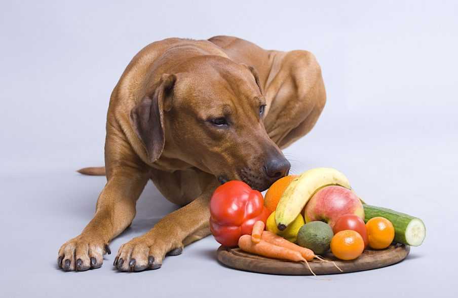 7 ключевых витаминов для собак после родов | ваши питомцы