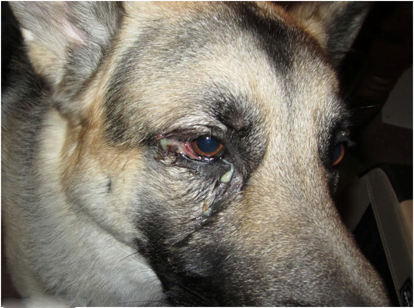 Почему у собаки слезится один или оба глаза: причины, первая помощь, лечение