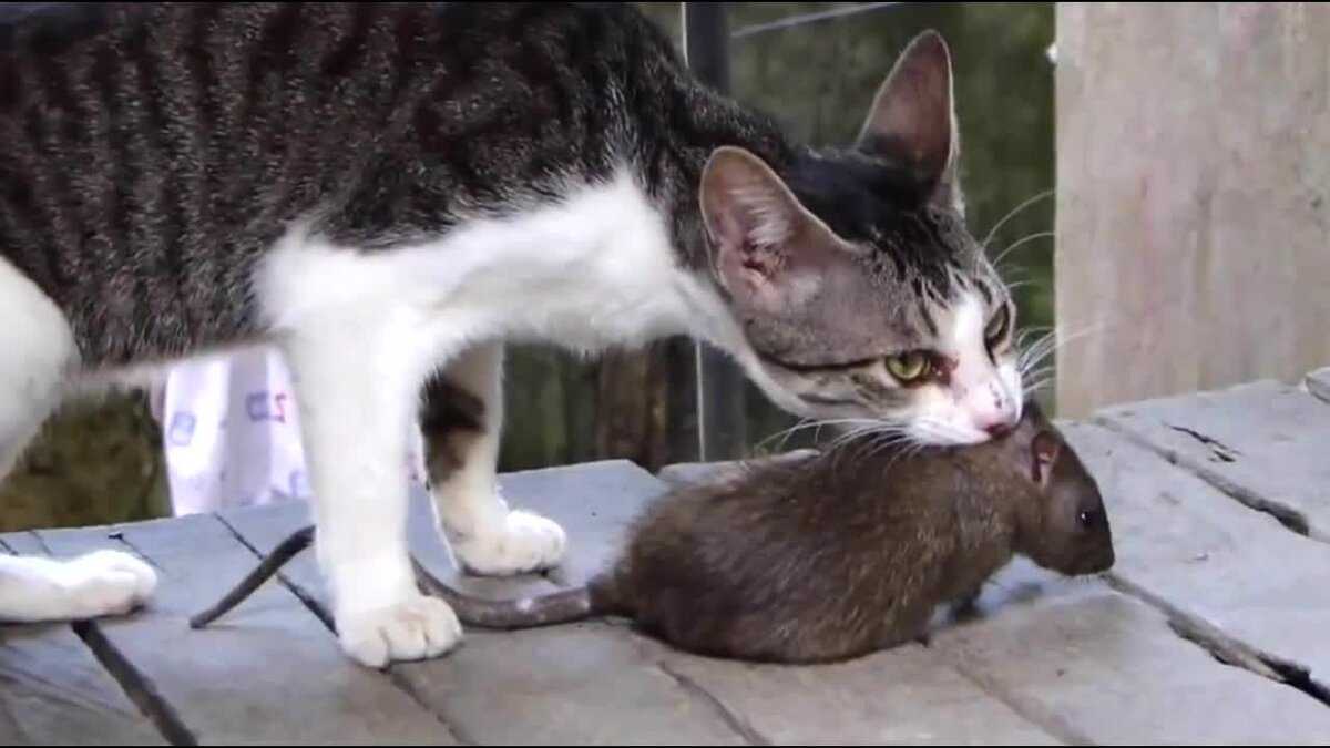 Какие кошки хорошо охотятся на мышей и крыс?