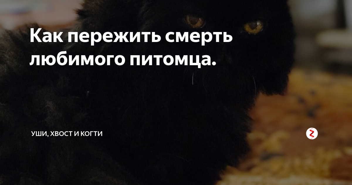 Это не «просто животное». как пережить смерть домашнего питомца