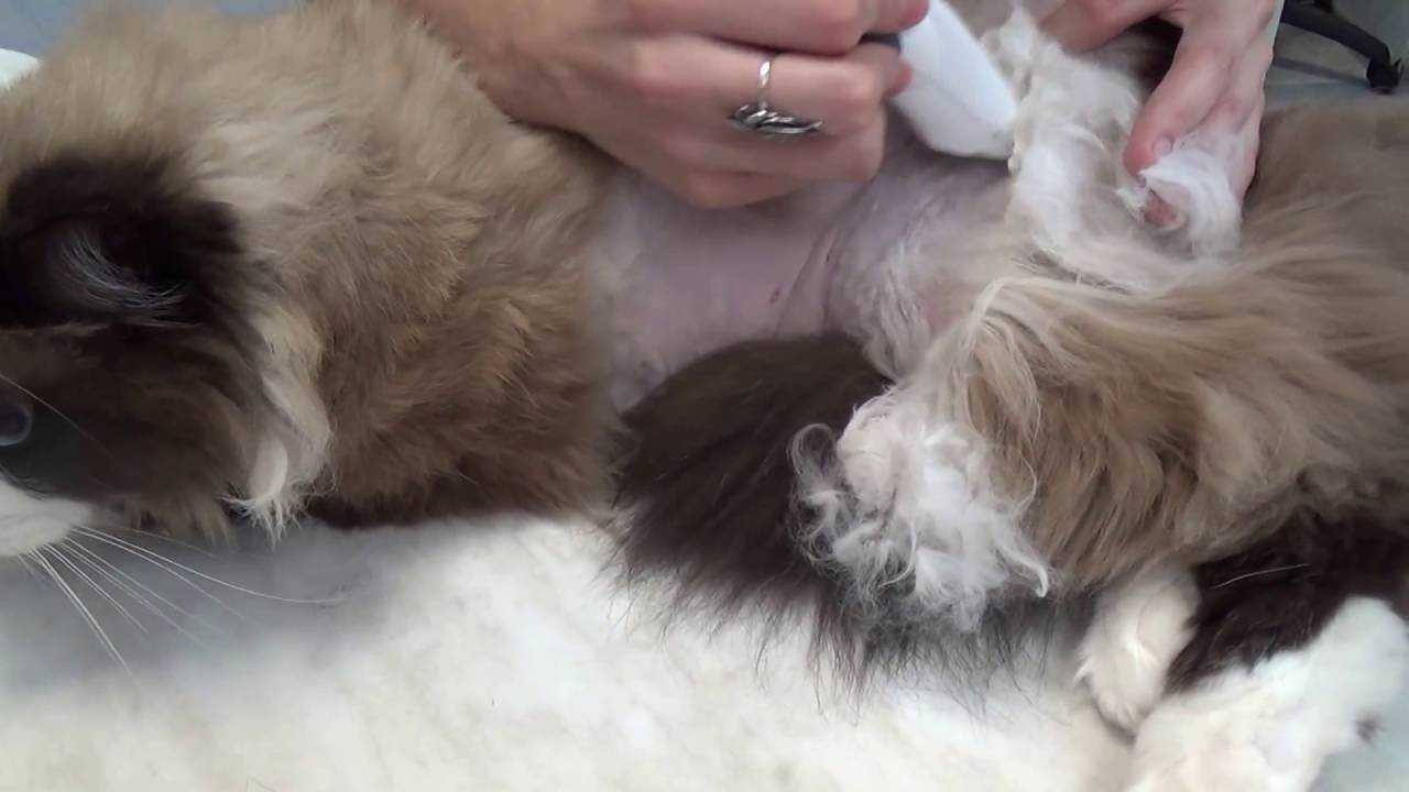 Как вычесывать колтуны у кошек: 11 шагов