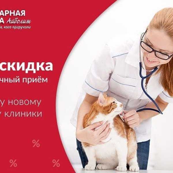 Пиометра у собак: симптомы, открытая и закрытая, лечение и операция по удалению, осложнения и последствия, выделения - блог о животных - zoo-pet.ru