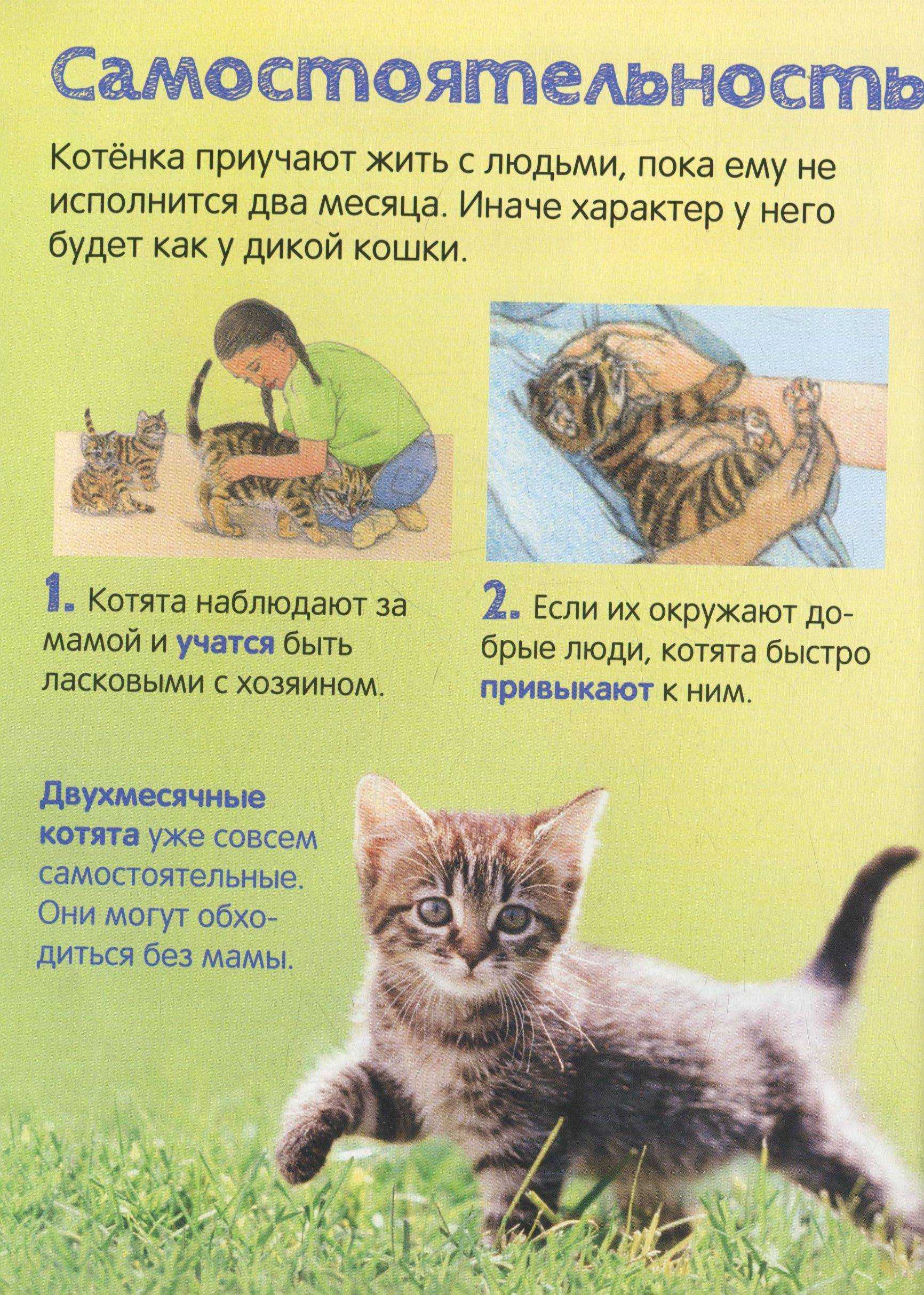 Как правильно искать пропавшую кошку | блог ветклиники "беланта"