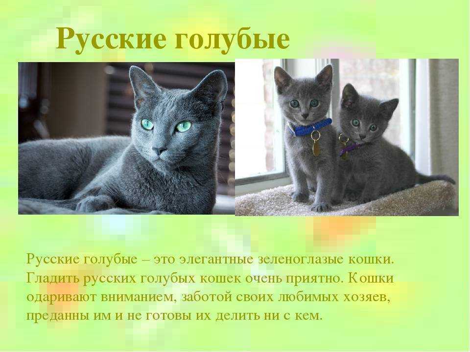 Русская голубая кошка
