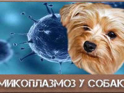 Микоплазмоз у собак: что делать, когда болезнь атакует? |