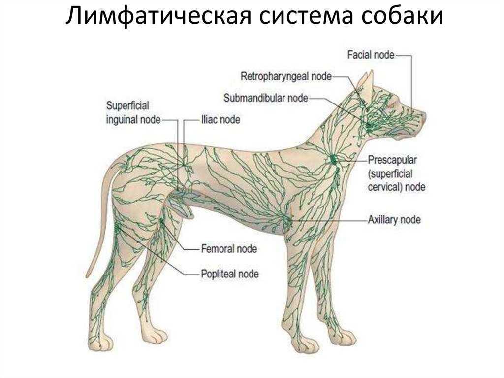Лимфоузлы у собак - ветеринарный госпиталь