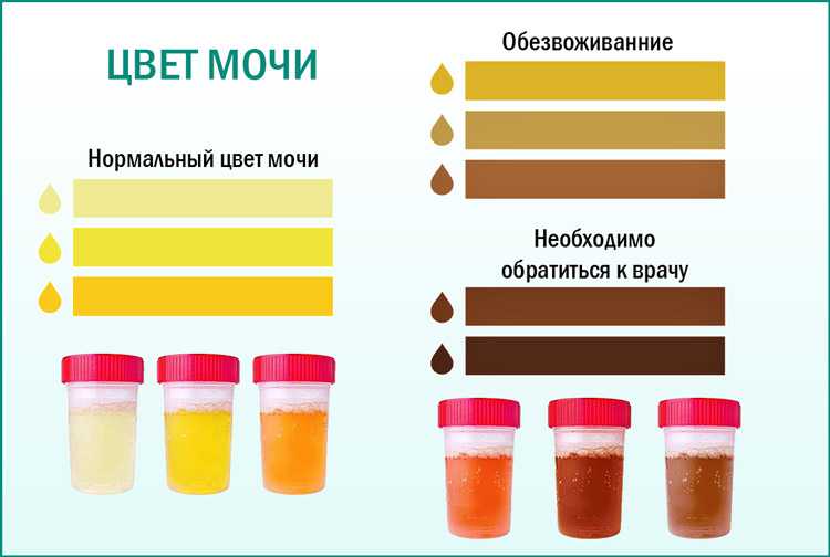 Кот писает кровью: с чем связано и как лечить, если у кошки кровавая моча
