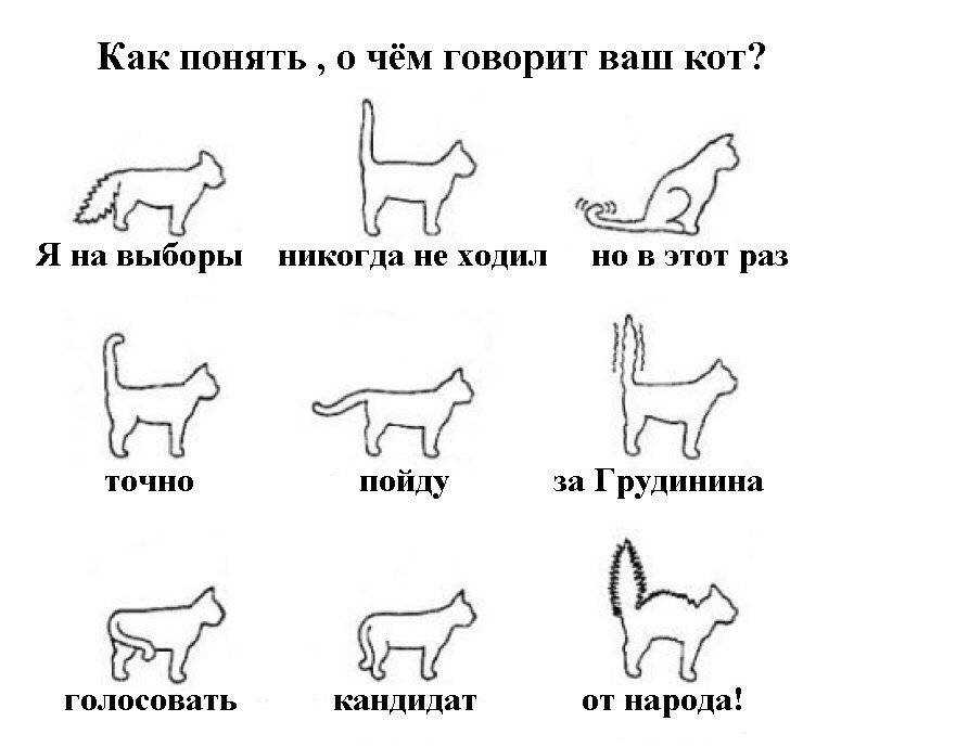 Зачем кошке хвост: как он устроен и что о нём нужно знать