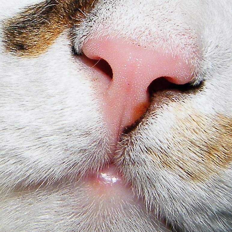 Почему сухой нос у кошки, котенка: причины, что делать - zoosecrets
