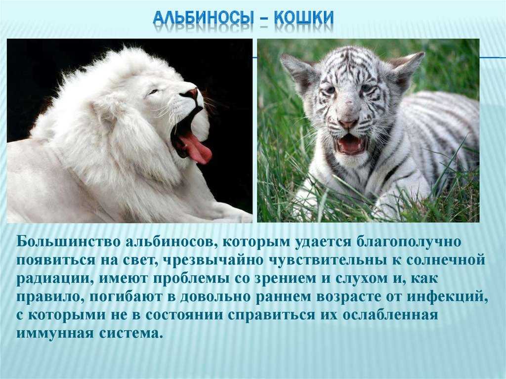 Почему белые кошки глухие и все ли они такие?