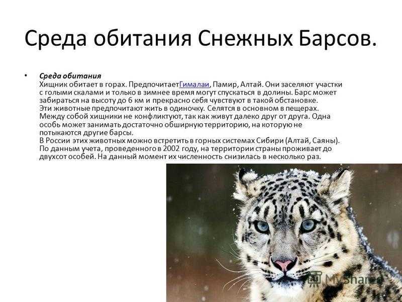 Кошка снежный барс является дикой и занесена в Красную книгу как исчезающий вид Очень интересны поведение и характер барсов Он легко уживается в неволе и дает потомство