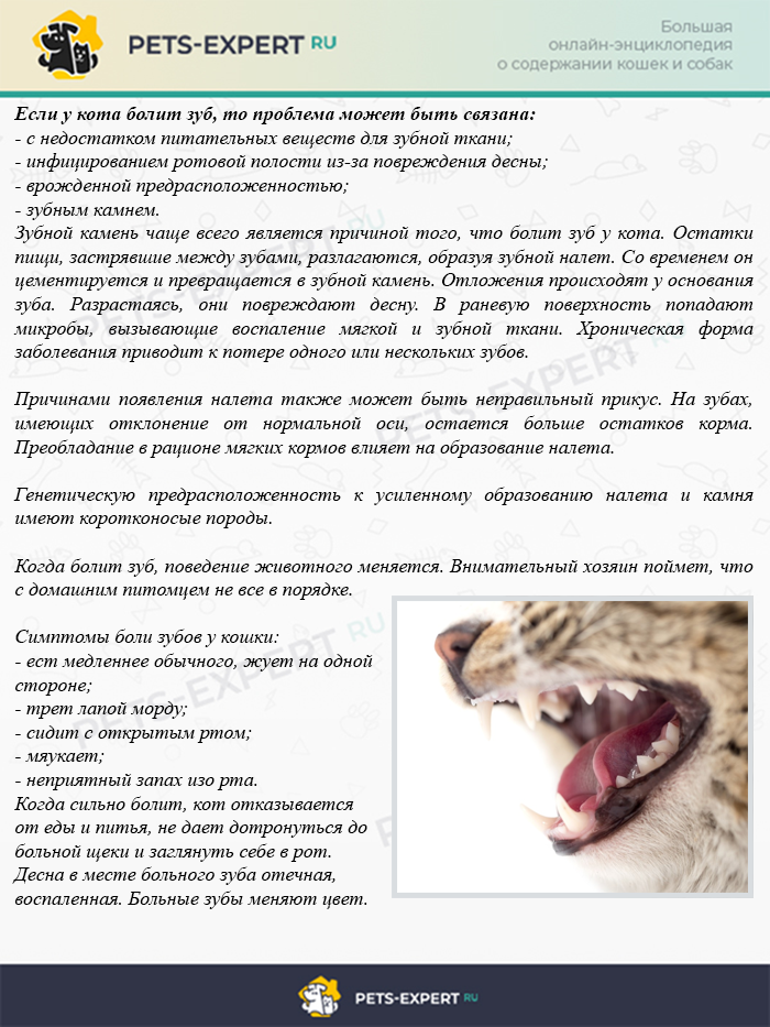 Воспаление десен у кошек: причины и лечение