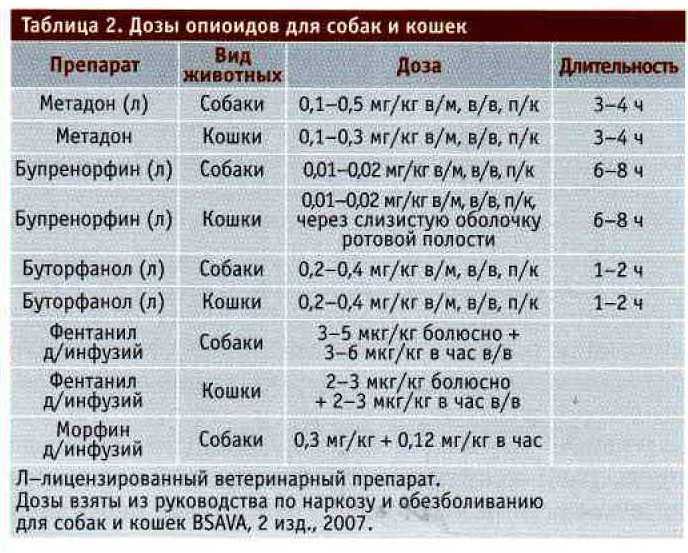 Цистит у кошек: симптомы и эффективные методы лечения