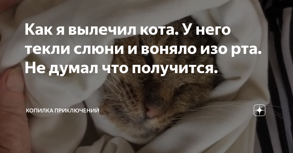 Текут слюни (гиперсаливация) у кота