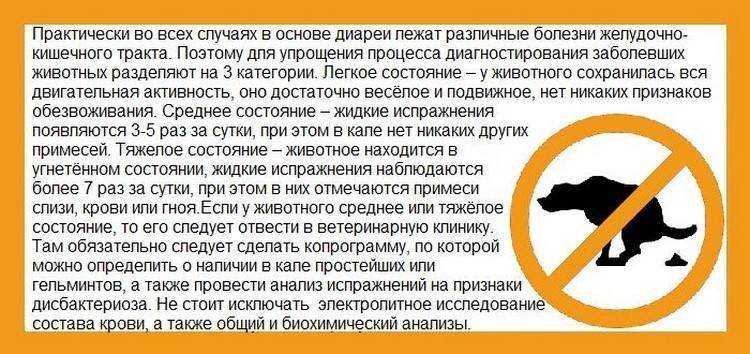 Если кошку рвет, что делать? | блог ветклиники "беланта"