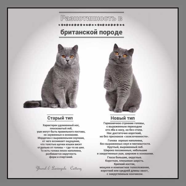 Кинкалоу: описание породы, фото кошки, стандарты, характер, поведение, уход и рекомендованные корма