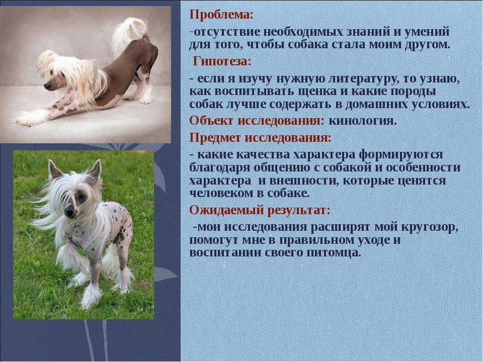 Характер хозяина по породе собаки - психологический тест