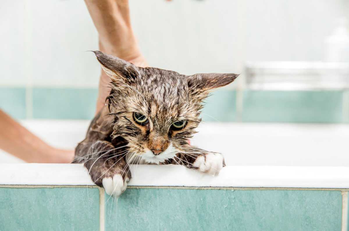 Как приучить кошку к воде. практические советы | ваши питомцы