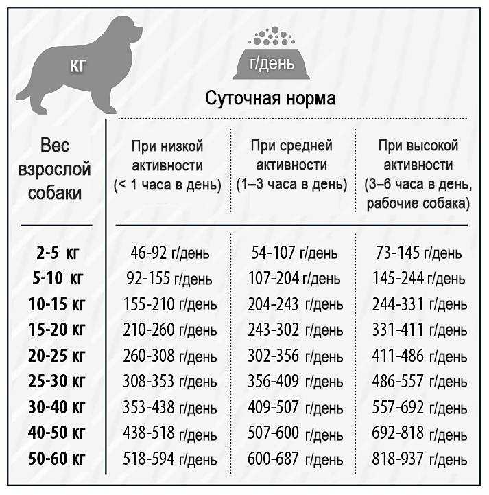 Уход за щенком: основы содержания для начинающего хозяина собаки