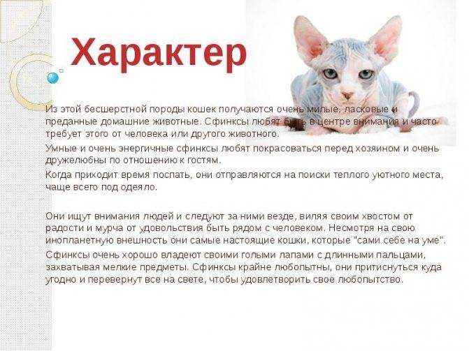 Виды кошек сфинксов  фото, описание лысых пород
