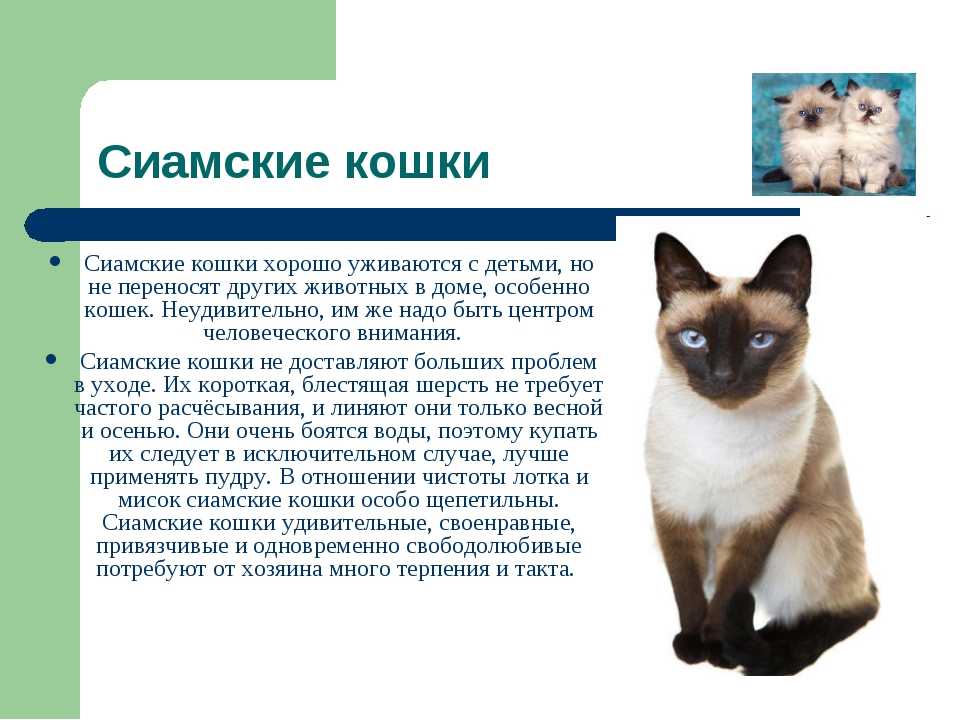 Сиамская кошка: описание породы, уход и содержание, фото, чем кормить - zoosecrets