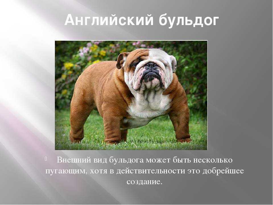 Английский бульдог 🐕: описание породы, характер, содержание и уход, фото собаки