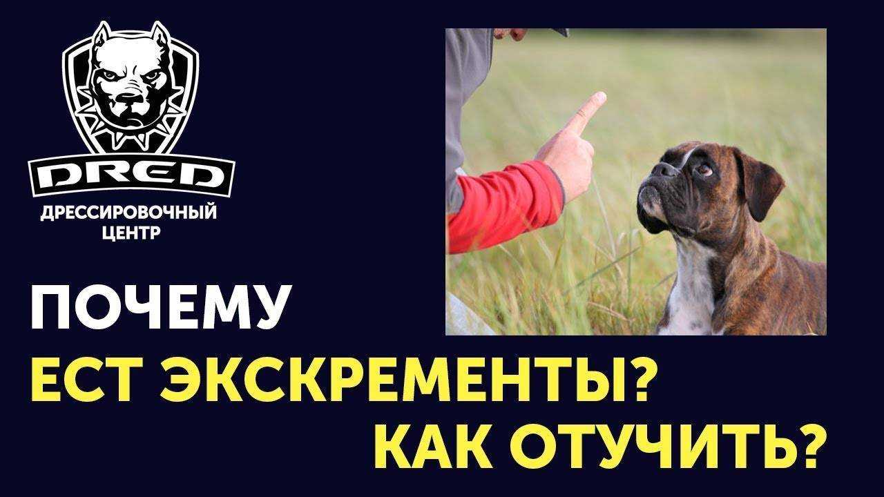 Почему собака ест какашки