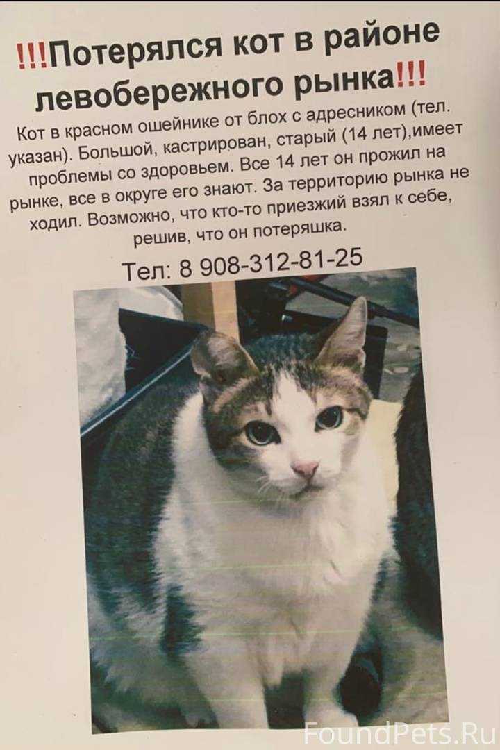 Как найти потерявшуюся собаку