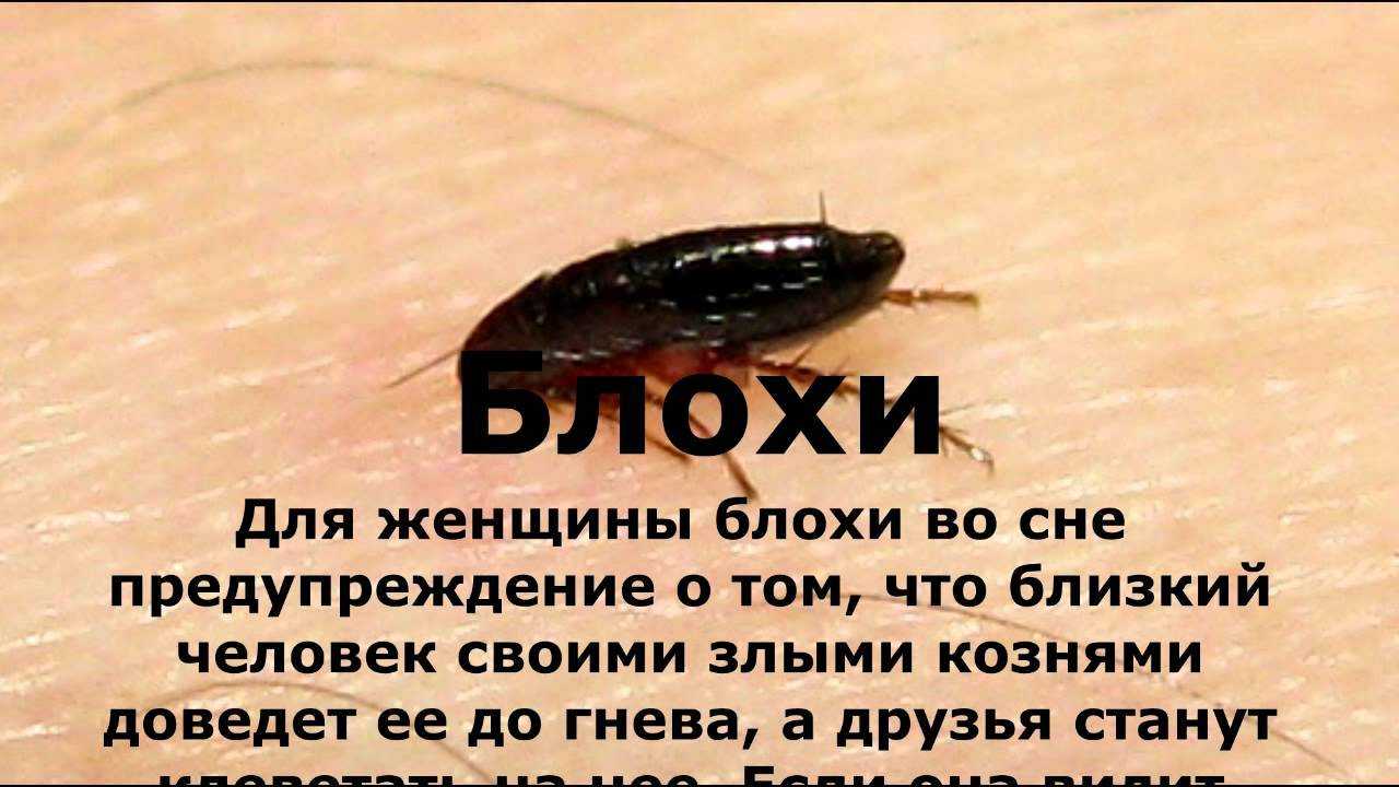 К чему снятся блохи - значение сна блохи по соннику