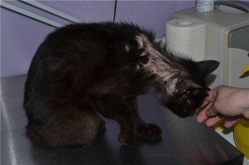 Понос у котенка