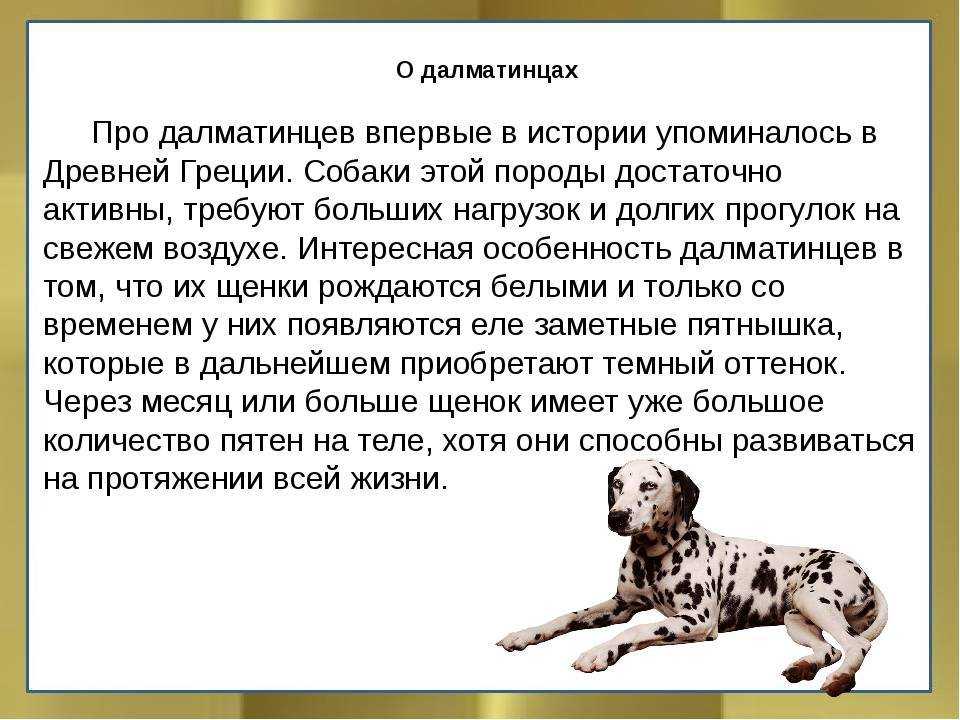 Далматин: история породы, характер, уход, дрессировка, болезни
