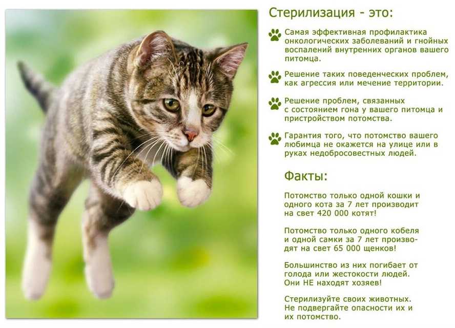 Совет ветеринара, когда можно стерилизовать кошку после родов: сроки