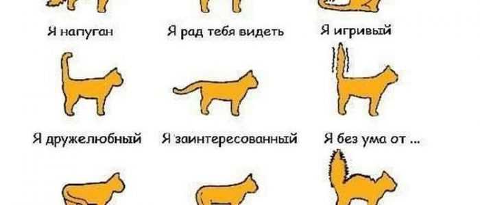 Почему кошка бегает за своим хвостом: разбираемся в интересном вопросе | ваши питомцы