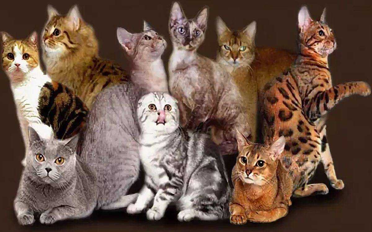 7 игрушек, которые должны быть у каждой кошки