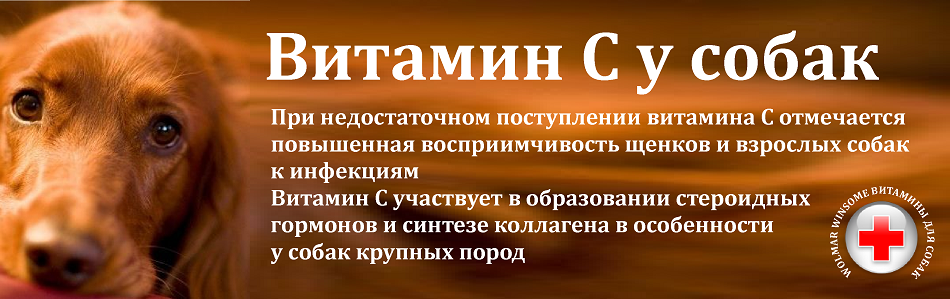 Витамины для собак: топ-10 и рекомендации по выбору
