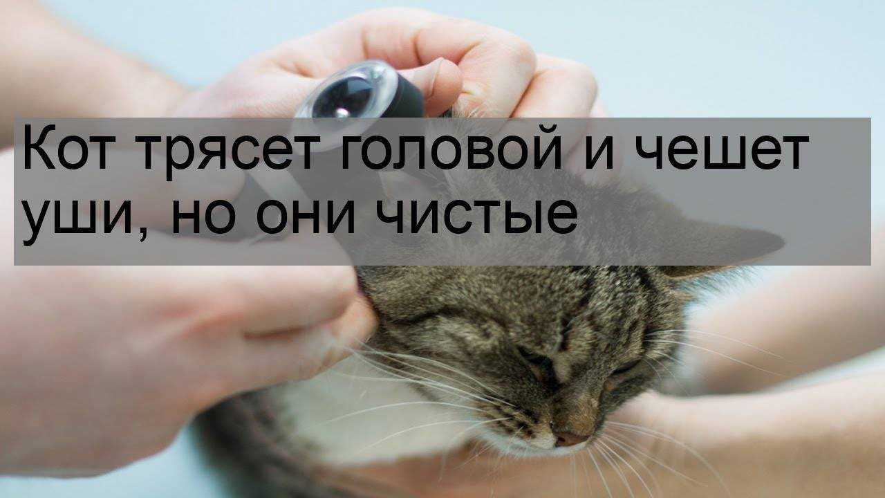 Ушной клещ у кошек: что за болезнь и чем лечить | блог ветклиники "беланта"