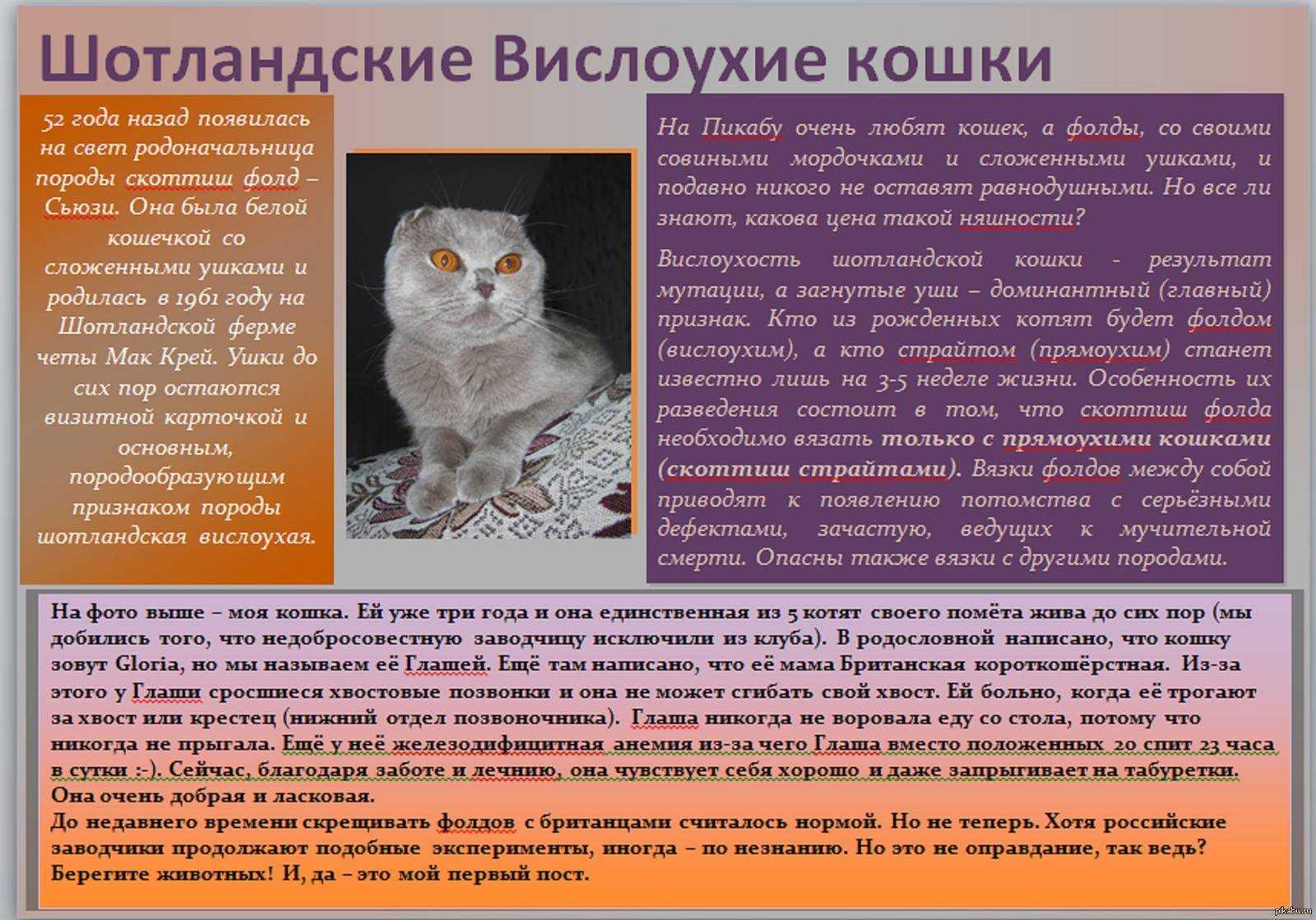 Какой характер у кота шотландской породы- инструкция +видео