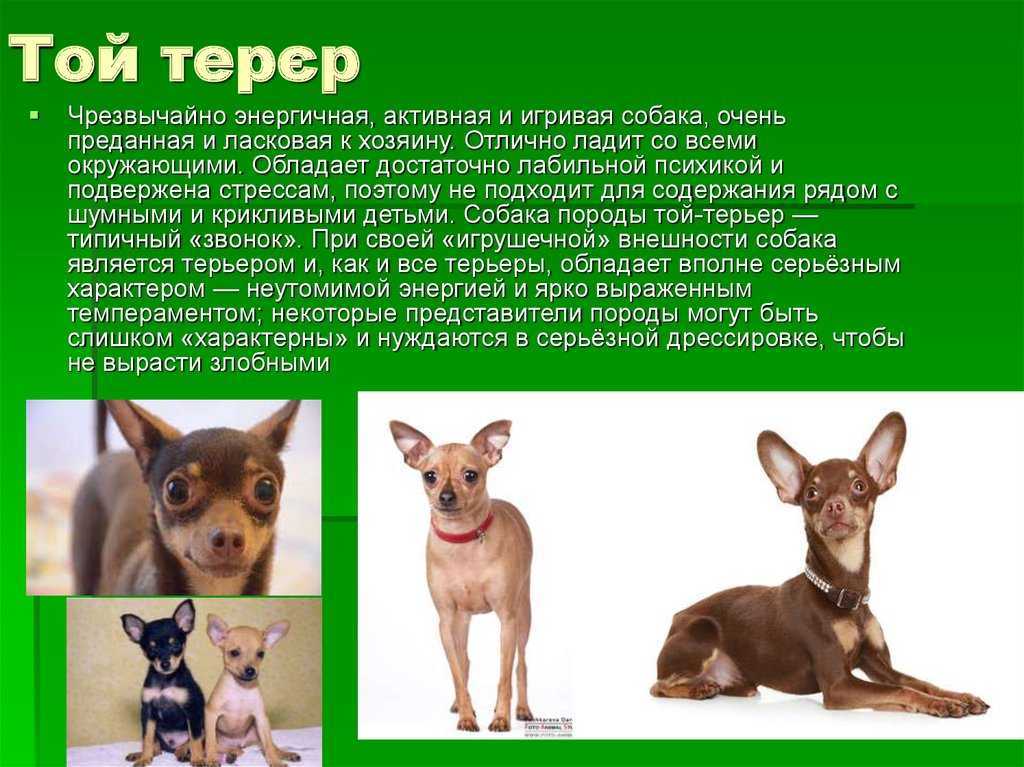 История выведения породы русский той терьер в Советском Союзе чем он отличается от английского собрата подробная информация