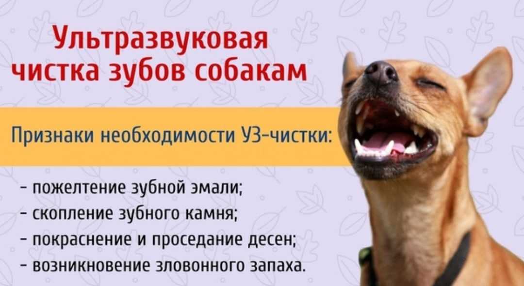 Зубной камень у собак