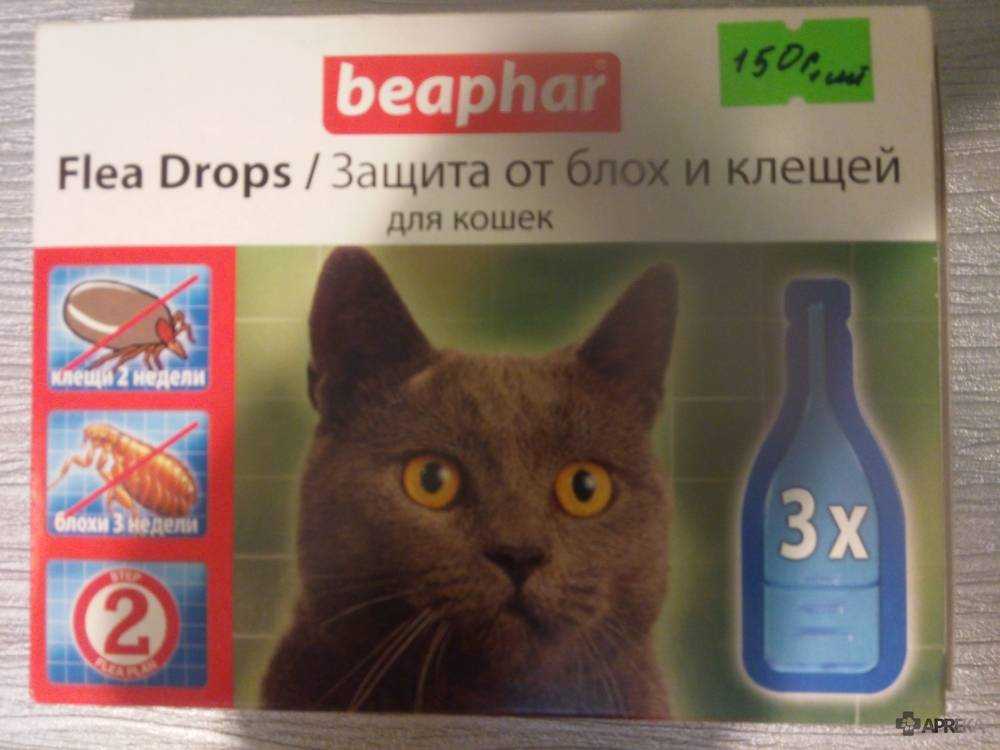 Котенок отравился: симптомы и самые первые признаки отравления. что делать, котенок отравился, оказание первой медицинской помощи - автор екатерина данилова - журнал женское мнение