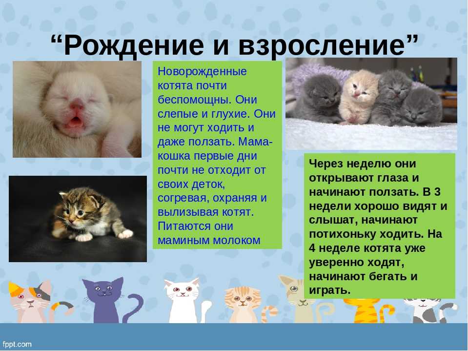 Когда котята открывают глаза