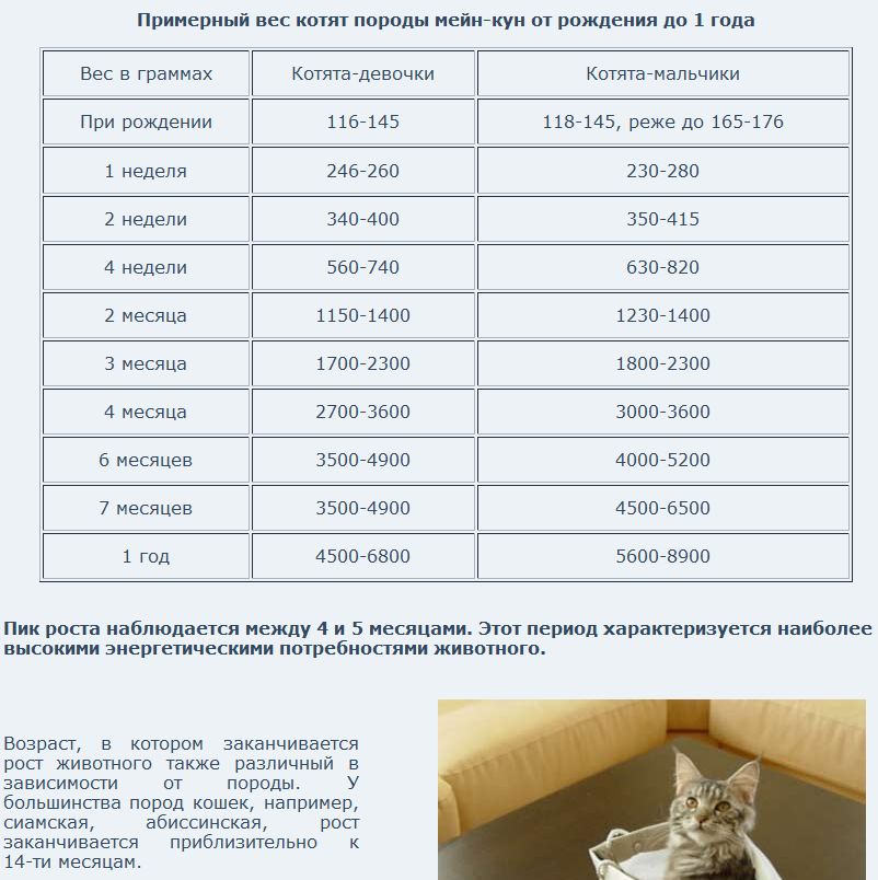 Вес котёнка по месяцам: зачем следить за показателем