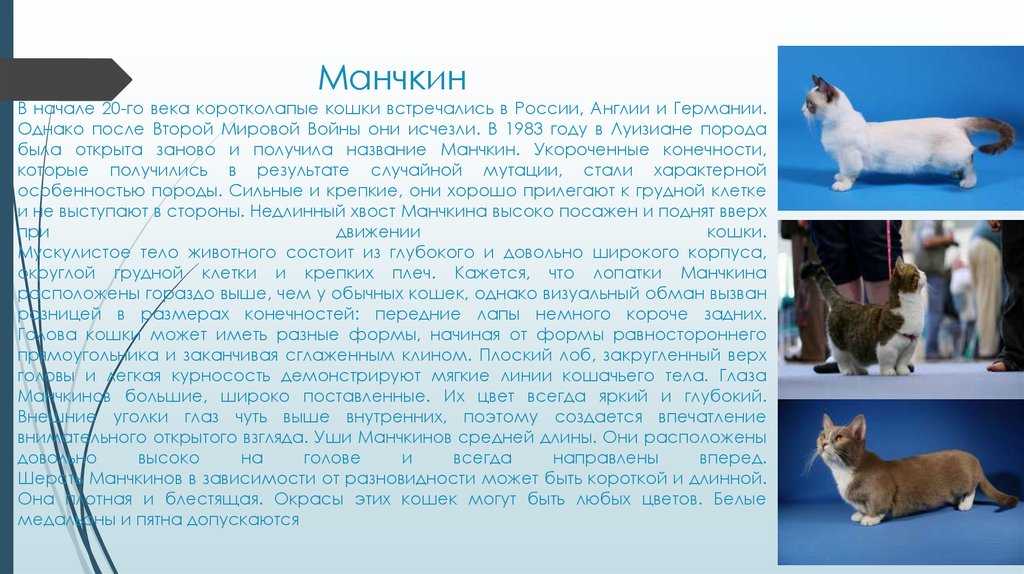 Манчкин: фото, описание, характер, содержание, отзывы