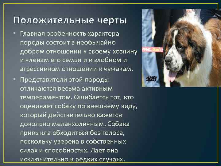 Московская сторожевая – грозный охранник и верный друг |