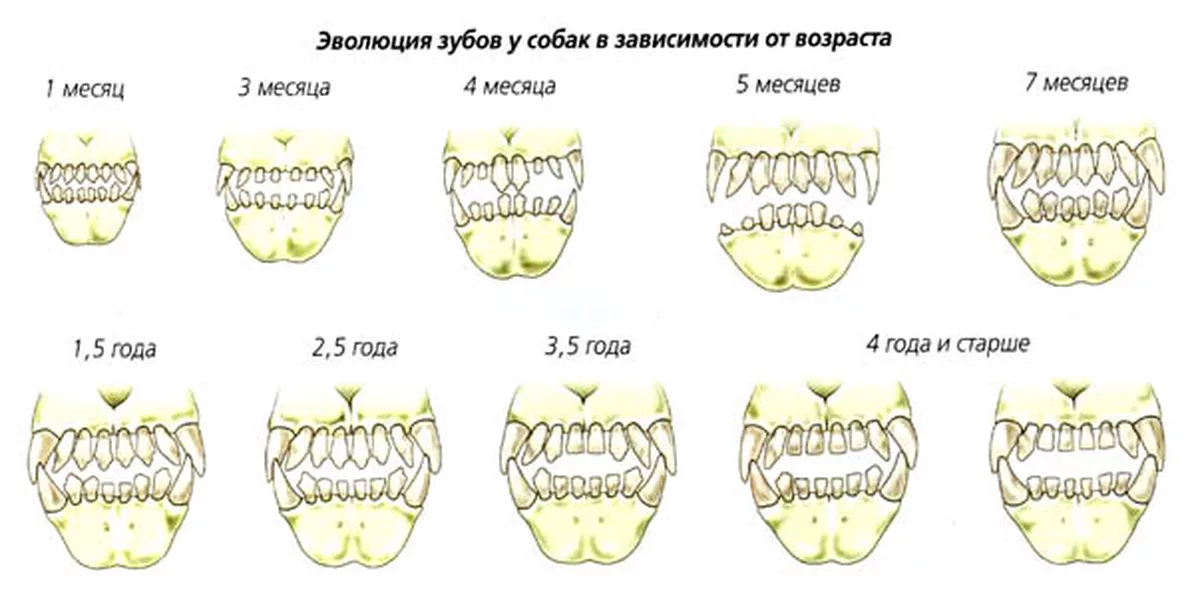 Как определить возраст собаки: основные методы