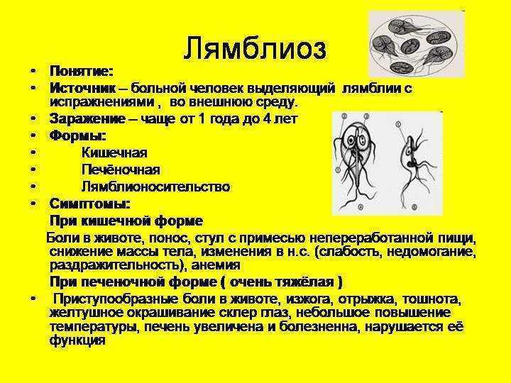 Лямблиоз (гиардиоз) у собак и кошек