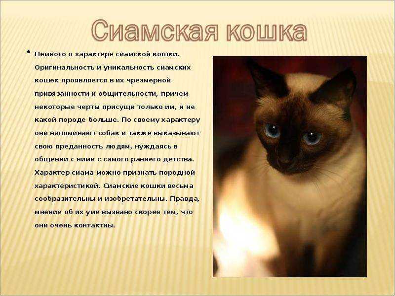 Как определить породу кота/кошки по фото или очевидным признакам