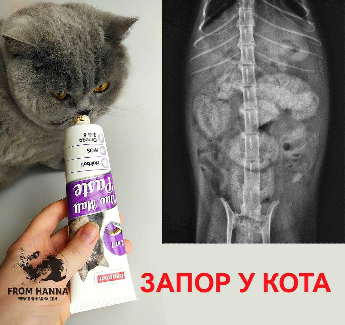 Как давать дюфалак кошке? инструкции по применению