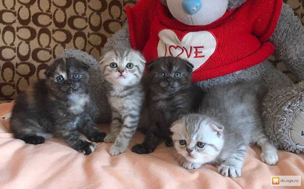 Породы кошек крысолов, кто лучше ловит мышей кот или кошка, охотятся ли стерилизованные и кастрированные